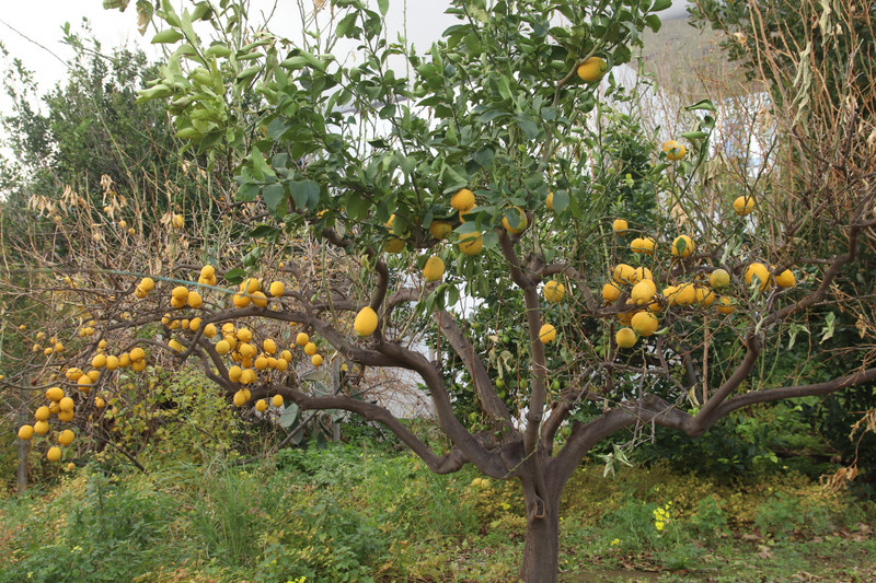 Lemons on a tree?