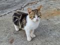 A cat in Stromboli
