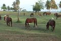 Vieques' (not wild) horses  