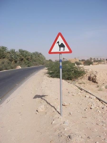 Warning for camels
