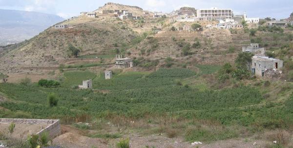 Khat plantation
