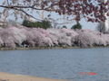 Japanese Cherry Trees in blossom
