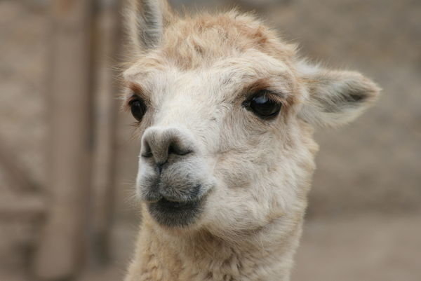 A llama or an alpacka or ...?