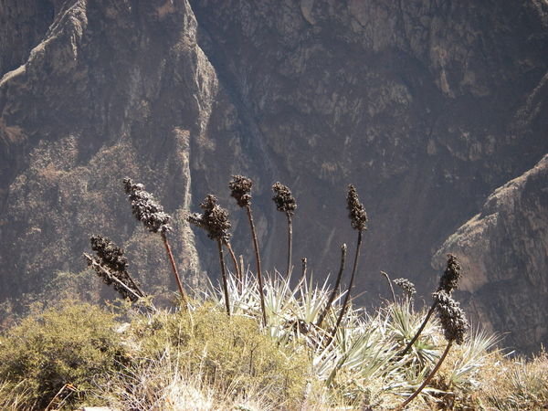 Plants on the edge of Colca Canyon