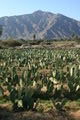 Forest of cacti