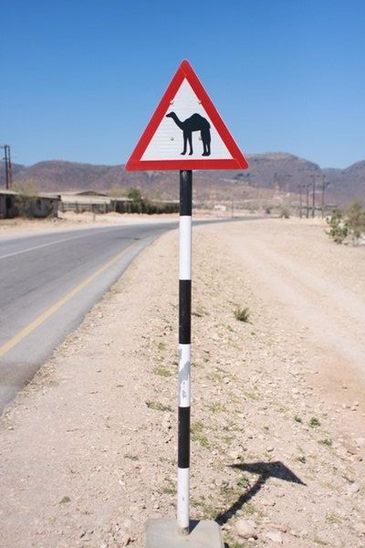 Warning - Camels on the road