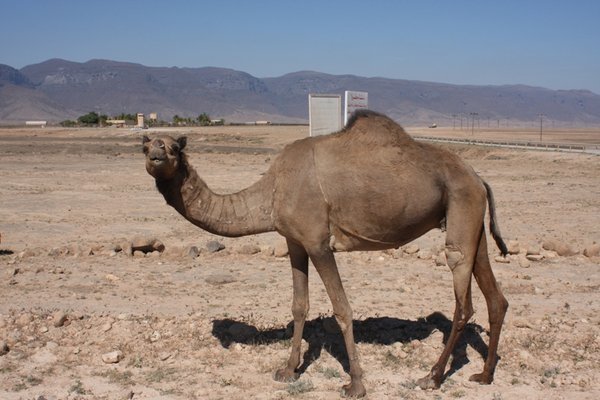 I think camels look so funny