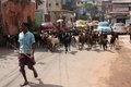 Goats in central Kolkata