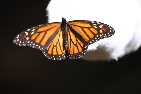 Monarch Butterfly up close