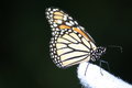 Monarch Butterfly in profile