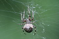 Monster spider