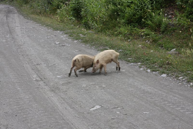 Pigs on the street