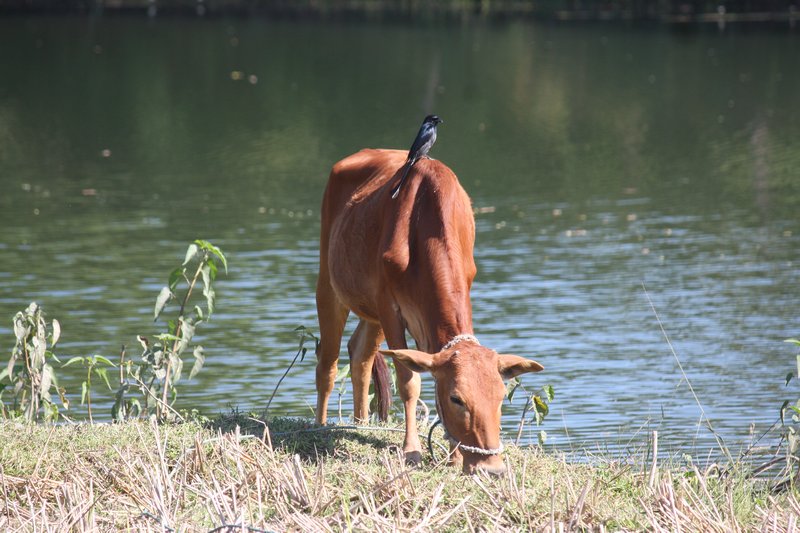 Bird on a cow