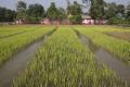 Rice field