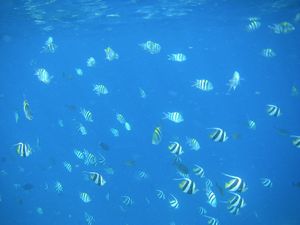 Fish in blue water