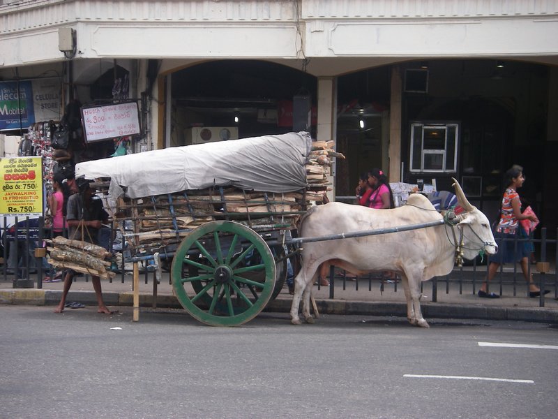 Bull and cart
