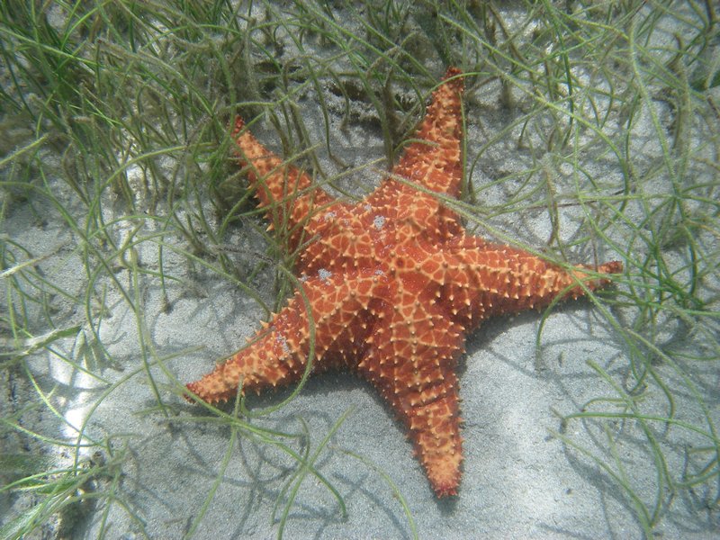 Starfish at Playa Estrellas