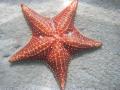 Starfish at Playa Estrellas