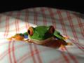 Red-eyed Tree Frog