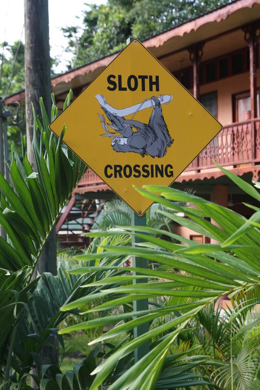 Sloth crossing
