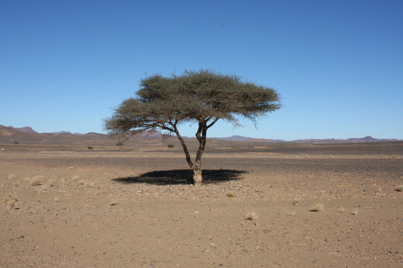 Deserted desert tree