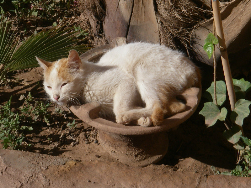 Cat in Skoura