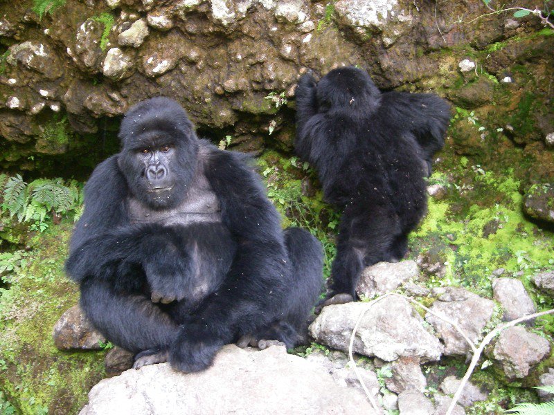Relaxing gorillas