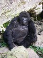 Seeing mountain gorillas is a once in a lifetime experience