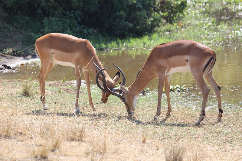 Fighting male impalas