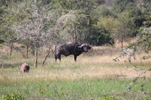 Buffalo + warthog