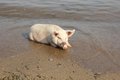 A pig that liked to relax on the beach