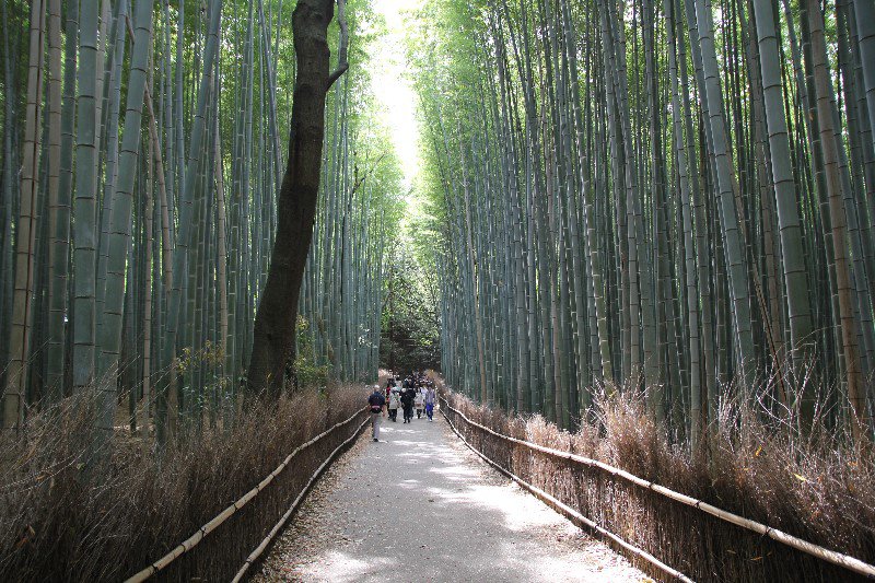 Arashima Bamboo Grove