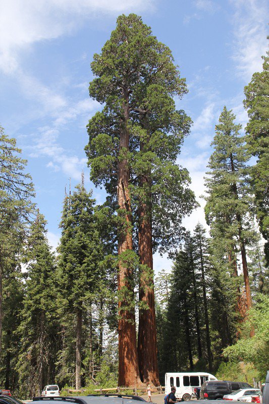 Giant Sequoia