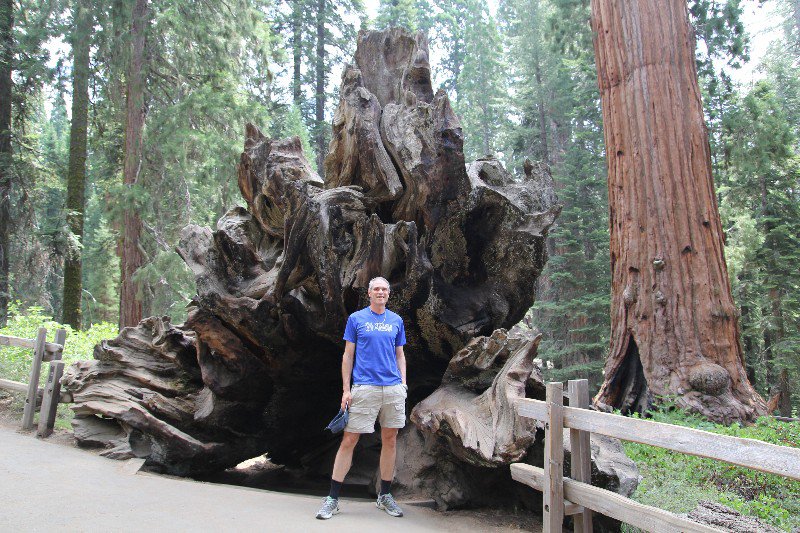 Fallen Giant Sequoia