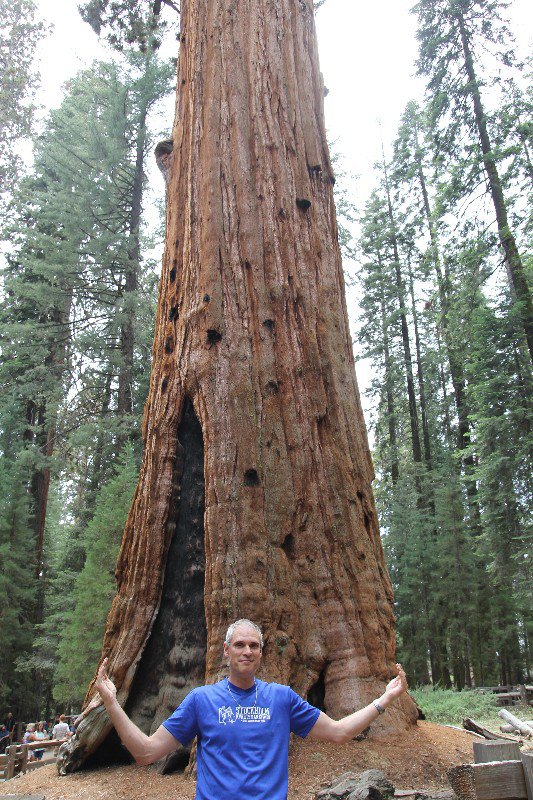 Giant Sequoia - perhaps not so big after all?