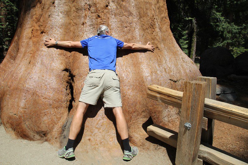 Hugging a Giant Sequoia