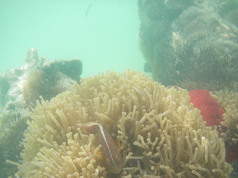 A small coral reef in Pongwe