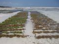 Seeweed plantation