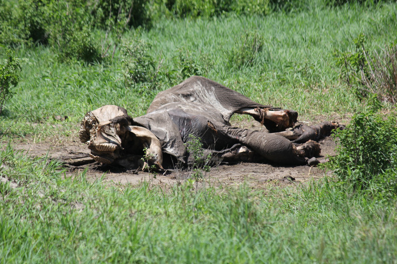 Elephant carcass