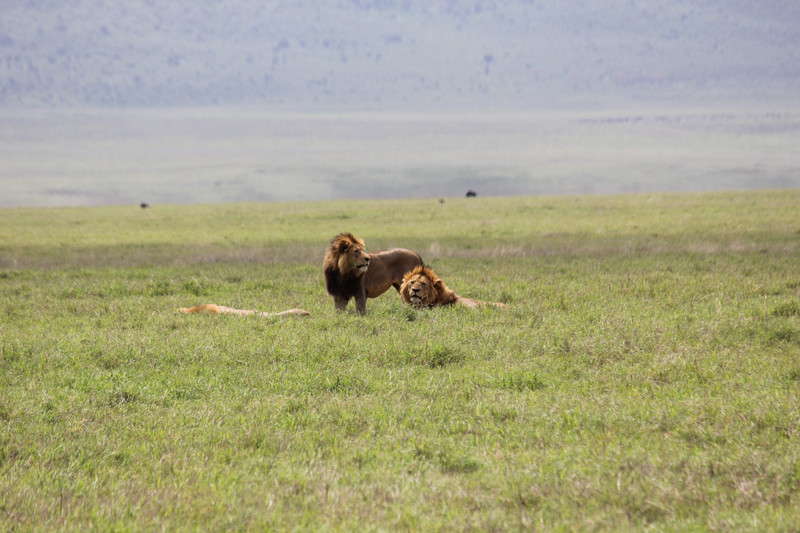 Three male lions