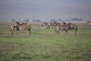 Zebras on the watch