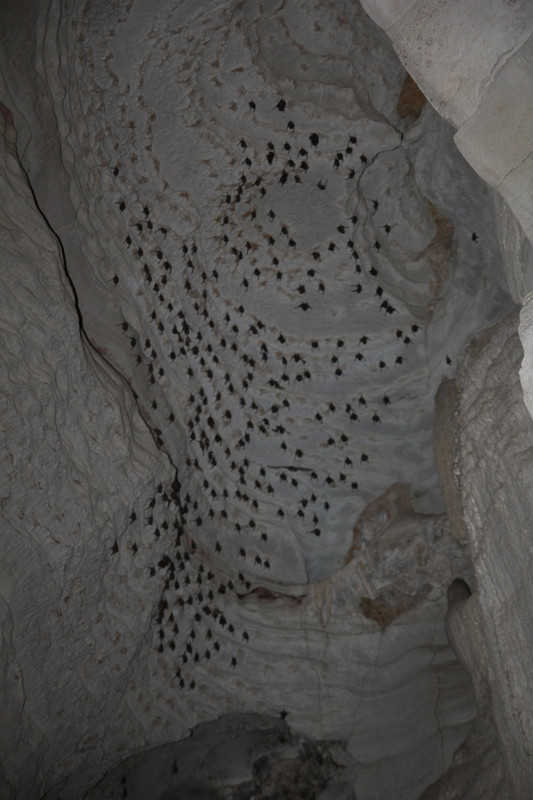Bats in the Amboni Caves