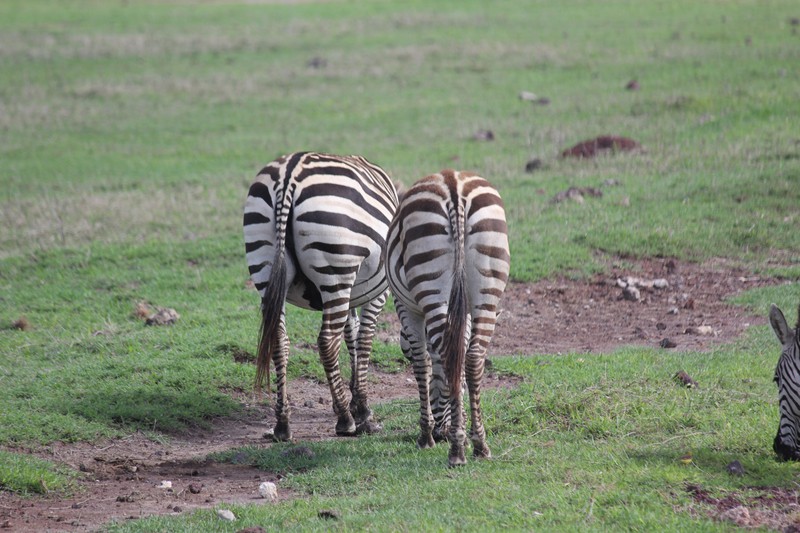 Zebra butts
