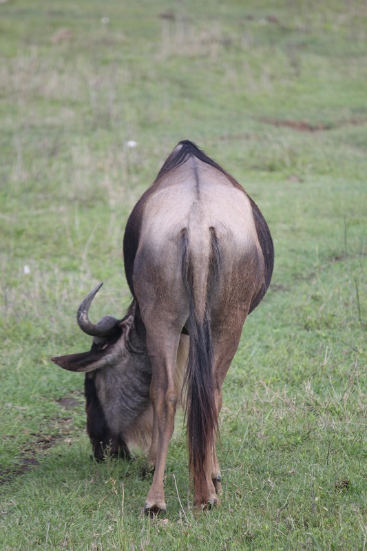 Wildebeest butt
