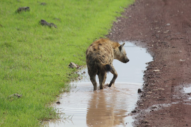 Spotted hyena butt
