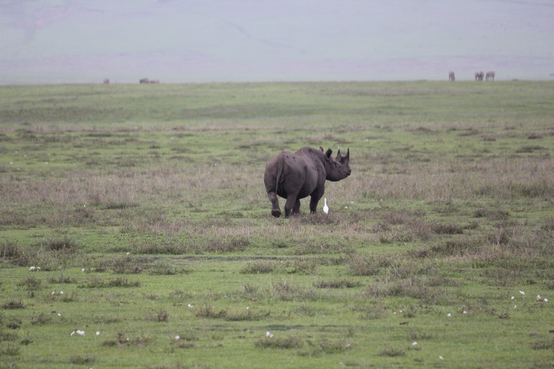 Rhino butt