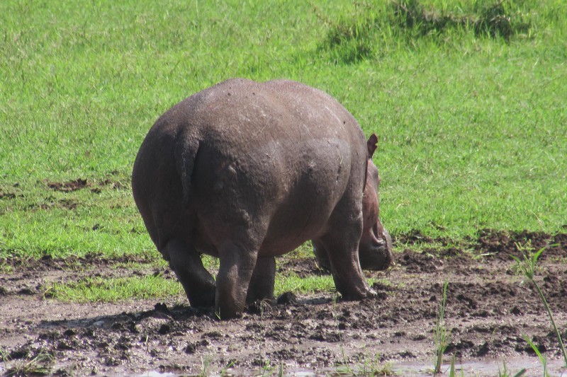 Hippo butt