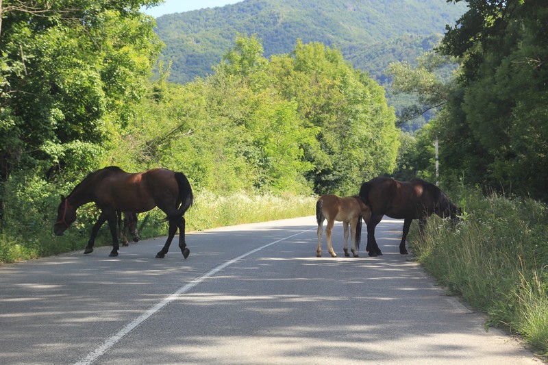 Horses roaming the road