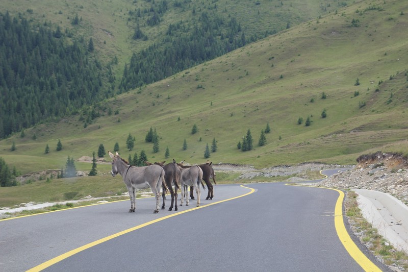 Donkeys roaming the road