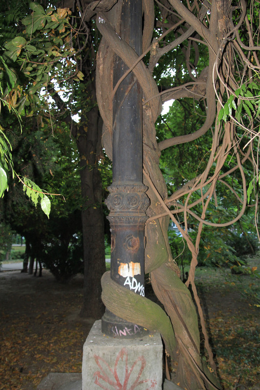 Tree around a lamp post